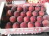 Прямые поставки персик, нектарин из Испании