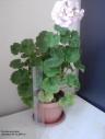 Продам герань (Pelargonium)